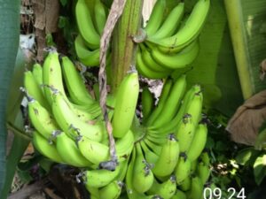 Pisang dan International Chandi Summit 2025.